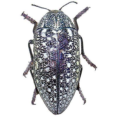 Jewel Beetle