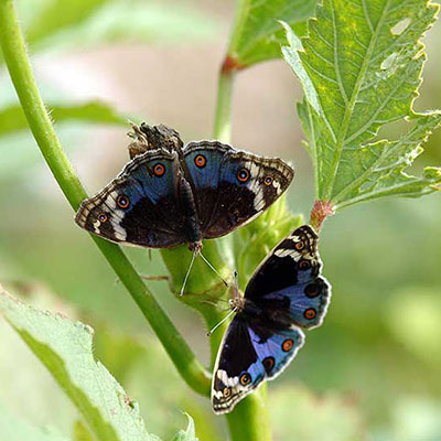 Blue Pansy