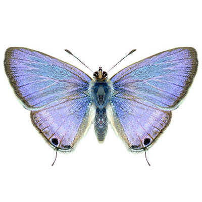 Pea Blue or Long-tailed Blue