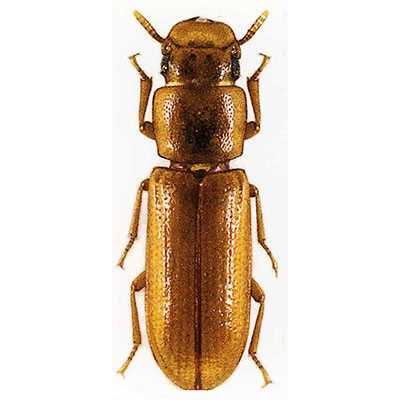 Longheaded Flour Beetle