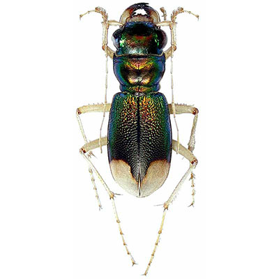 Tiger Beetle