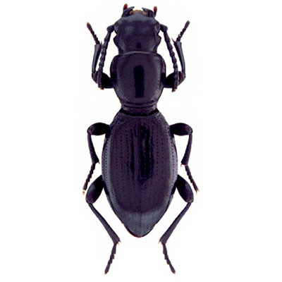 Puncticollis Beetle