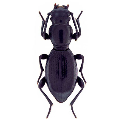 Marginata beetle