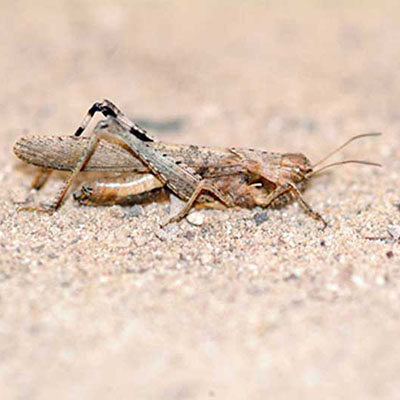 Fasciata  Grasshopper