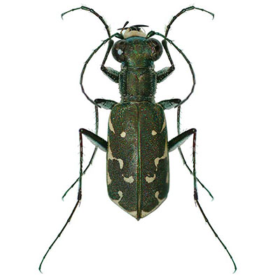 Tiger Beetle