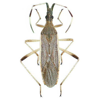 Sordidatus Bug