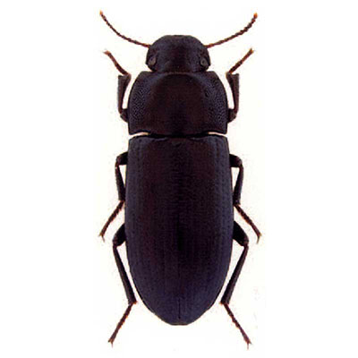Punctulatus beetle
