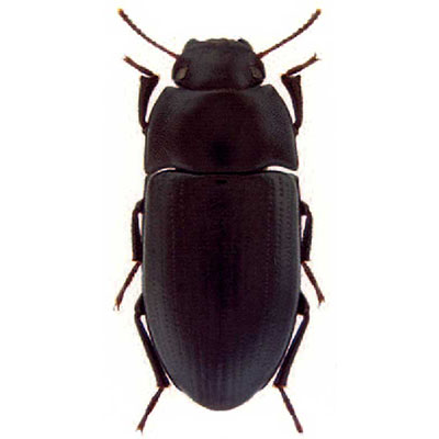 Vicinus beetle
