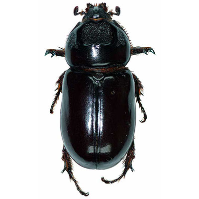 Rhinoceros Beetle