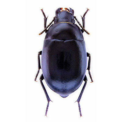 Hansbremeri Beetle