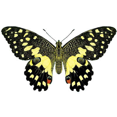 Swallowtail Butterfly