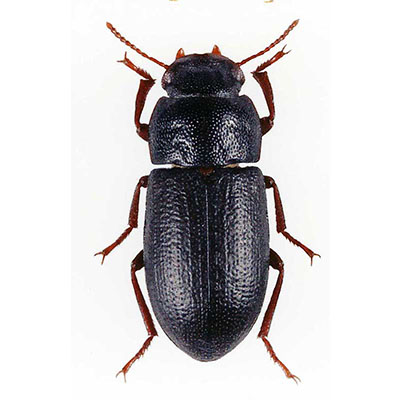 Penthicus Beetle