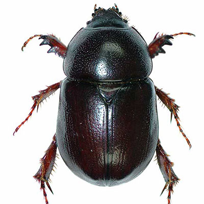 Scarab Beetle