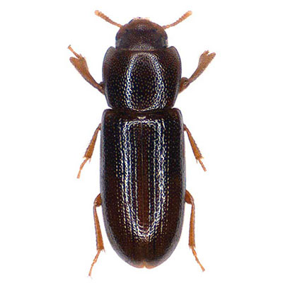 Phtora Beetle