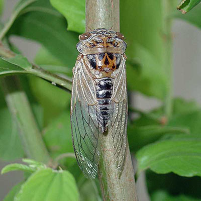 Cicada