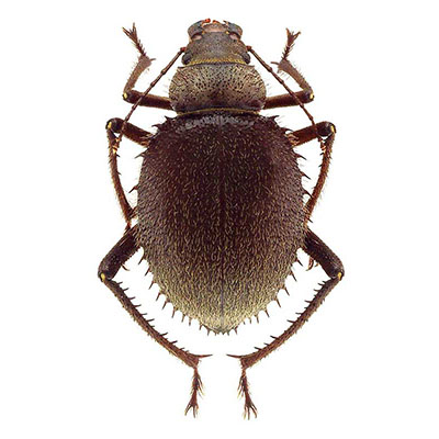 Darkling Beetle