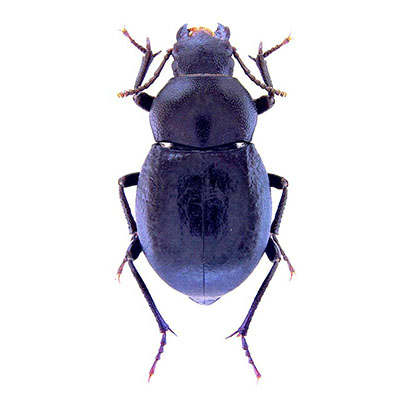 Prochroma Beetle