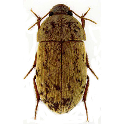 Pseudoseriscius Beetle