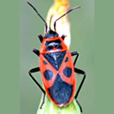 Firebug