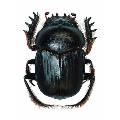 Dung Beetle