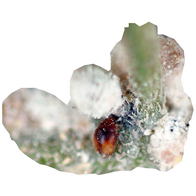 Aphidophagous Ladybird
