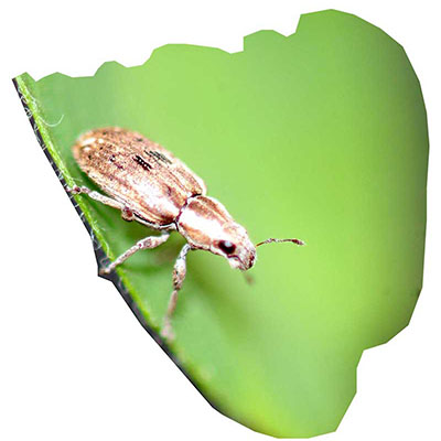 Sitona Weevil