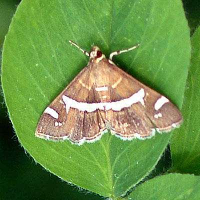 Hawaiian Beet Webworm Moth