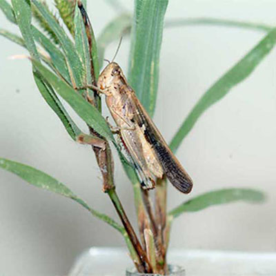 Mundus  Grasshopper