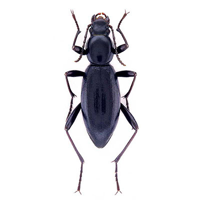 Rack Beetle