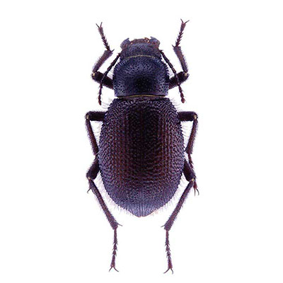 Kraatzi Beetle
