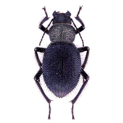 Trachyderma Beetle