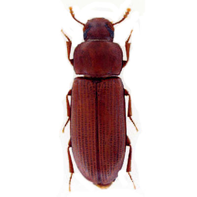 Red Flour Beetle