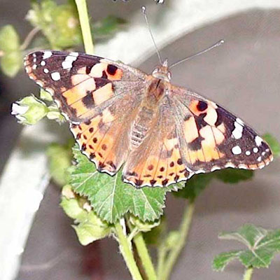 Painted Lady