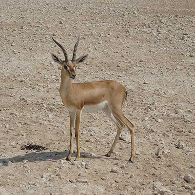 Sand Gazelle or Reem
