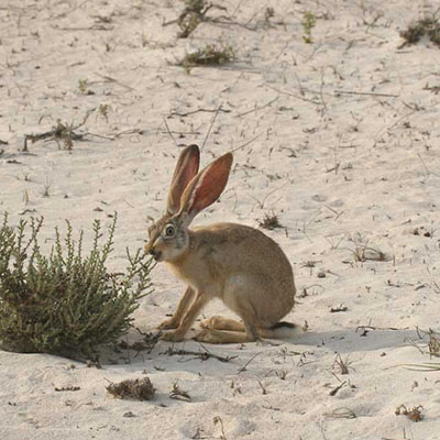 :  الأرنب الصحراوي، الأرنب العربي، أرنب الخليج