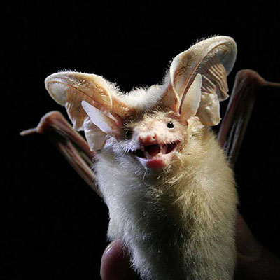 Hemprich’s Long-eared Bat