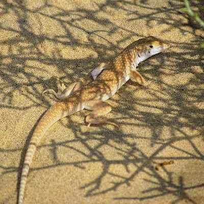 Schmidt’s Fringe-Toed Lizard