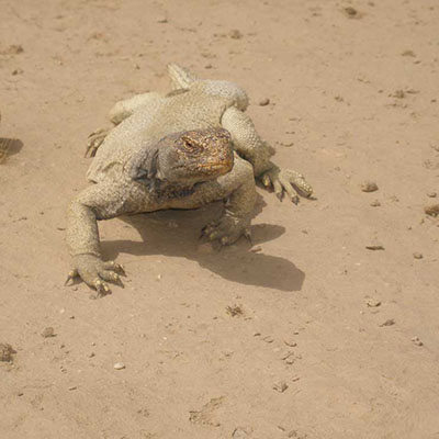 Spiny-Tailed Agama