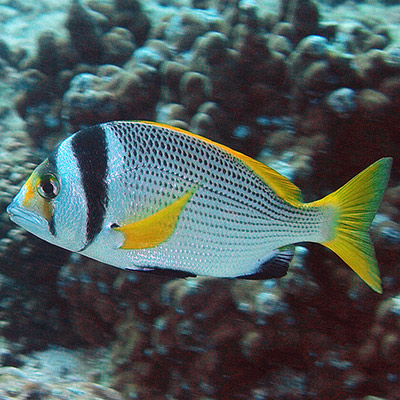 Twobar Seabream