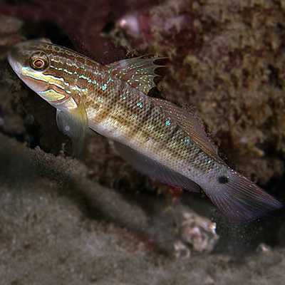 Tailspot goby