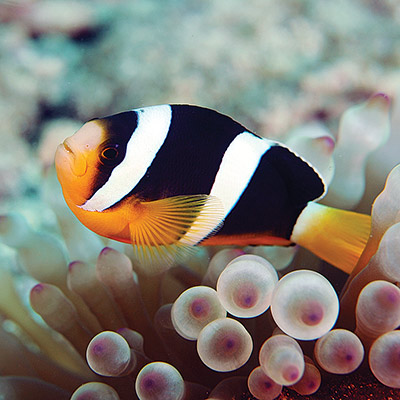 Clark’s anemonefish