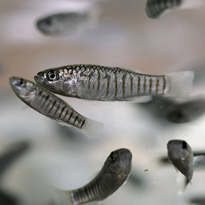 Arabian Pupfish