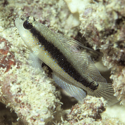 Halfspotted Goby
