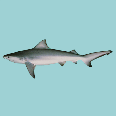 Bull Shark