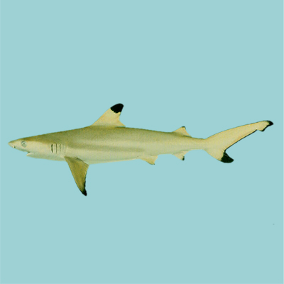 Blacktip Reef Shark