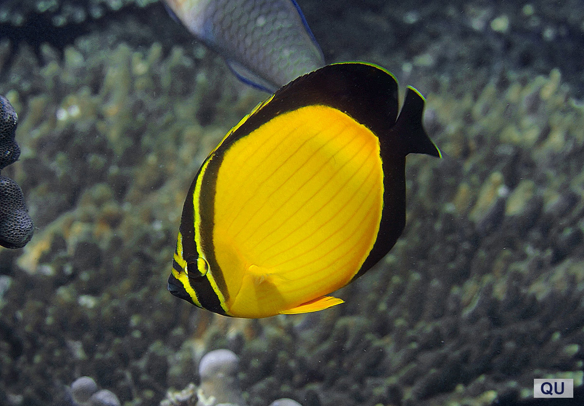 Blackfin Butterflyfish