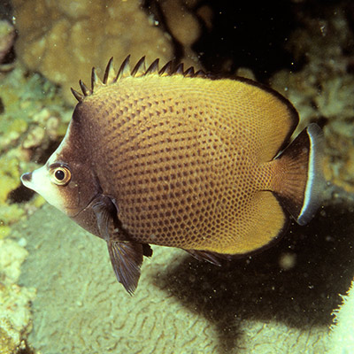 Dark Butterflyfish