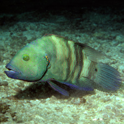 Broomtail Wrasse