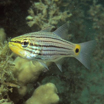 Persian Cardinalfish