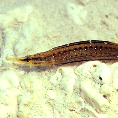 Shortbodied Pipefish